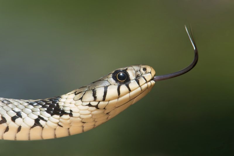 Animal de Poder Serpente ou Cobra