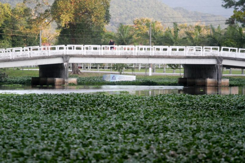 Cen&aacute;rio at&eacute; &eacute; bonito, mas a vegeta&ccedil;&atilde;o de macr&oacute;fitas indica polui&ccedil;&atilde;o no rio do Br&aacute;s – Foto: Leo Munhoz/ND