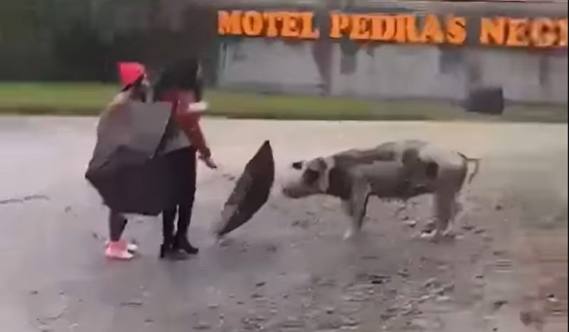 Women attacked by a giant pig in front of a motel in South Carolina - Photo: Internet/ND