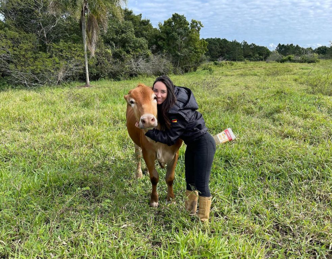 momento do reencontro da tutora e o boi em florianópolis