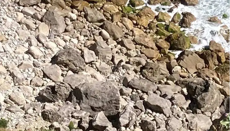 CADELA SE CAMUFLOU NAS ROCHAS; FOTO CONFUNDE