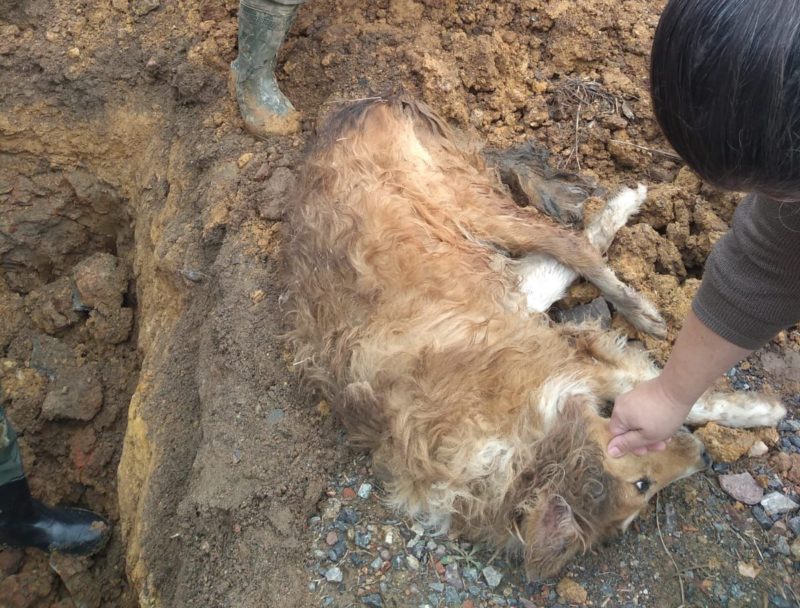 Cachorro foi resgatado de bueiro depois de tr&ecirc;s dias desaparecido – Foto: Divulga&ccedil;&atilde;o/CBMSC/ND