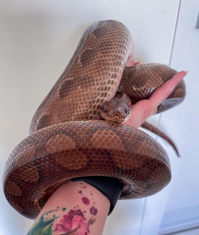 Jiboia de estima&ccedil;&atilde;o &eacute; encontrada ap&oacute;s ficar desaparecida por sete dias – Foto: Internet/Reprodu&ccedil;&atilde;o/ND