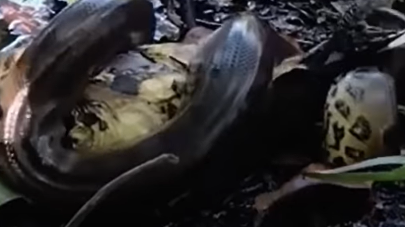 Momento exato do bote da sucuri 