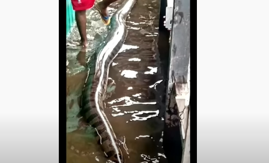 Sucuri aparece morta dentro de casa