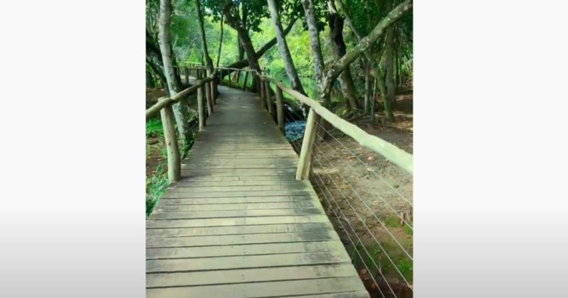 Caminho &eacute; uma passarela muito usada por turistas, mas tamb&eacute;m por sucuris… – Foto: Reprodu&ccedil;&atilde;o