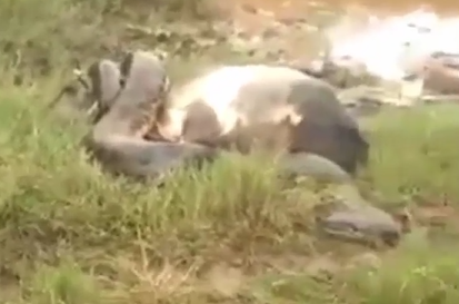 Sucuri ataca bezerro no Pantanal 