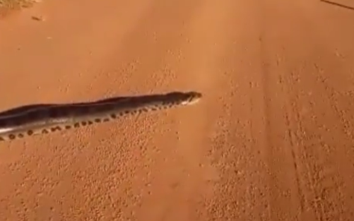 V&iacute;deo mostra flagrante inusitado de sucuri – Foto: Cen&aacute;rio MT