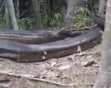 Sucuri monstruosa é flagrada por pescadores