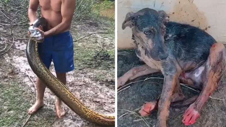 Sucuri de 7 metros ataca c&atilde;o e trio se junta para salv&aacute;-lo – Foto: Internet/ND