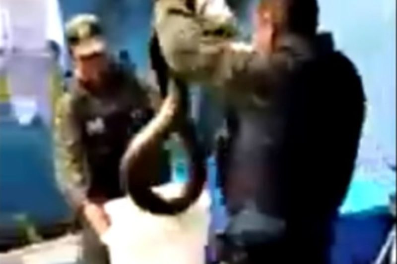 Momento em que policiais tiram sucuri de esgoto