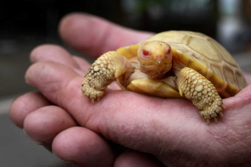 An albino tortoise was born on May 1st at the Tropicarium of Service in western Switzerland and has never been seen before.  Photo: Fabrice COFRINI/AFP/ND