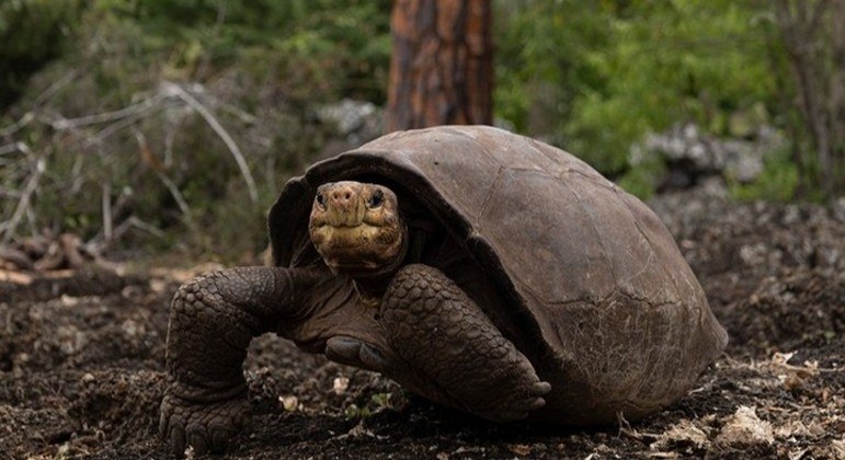 Giant tortoise found 116 years later - Photo: Reproduction/Instagram/@galapagosconservacy
