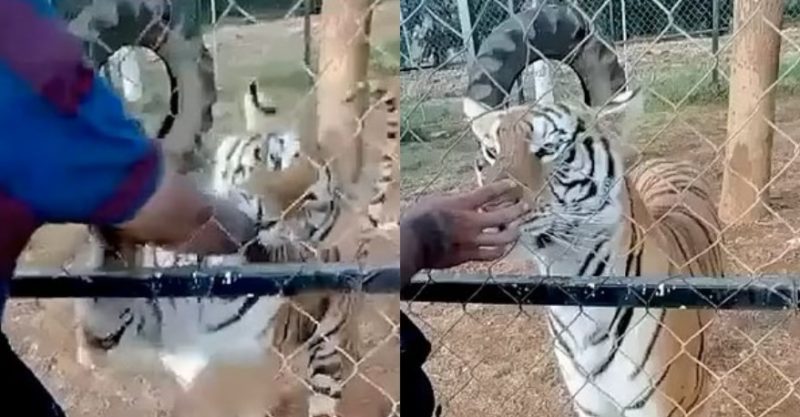 Funcionário de zoológico é mordido por tigre e morre de ataque cardíaco  horas depois - Hora 7 - R7 Hora 7