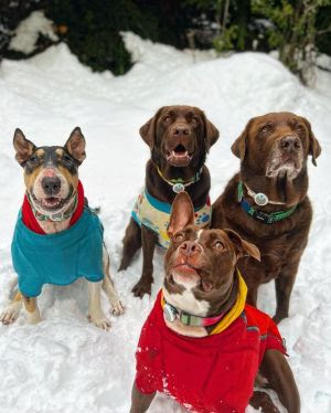 Leve seu pet para esse encontro na Beira mar Nrte – Foto: Divulga&ccedil;&atilde;o