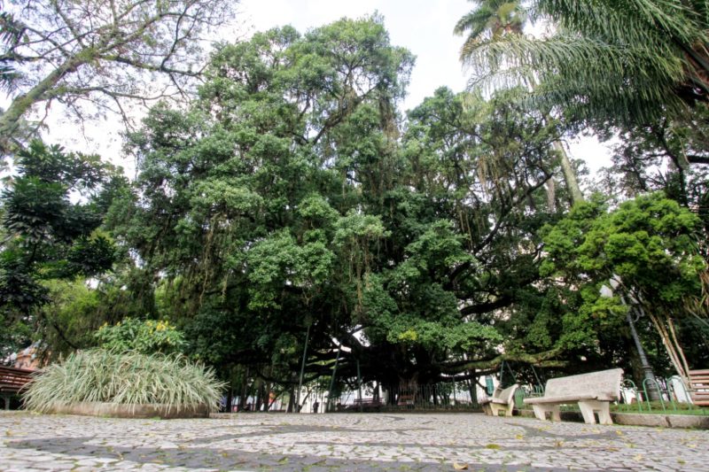 figueira da praça XV de Florianópolis