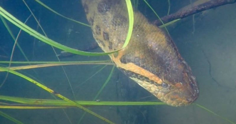 Sucuri gigante entra na &aacute;gua ao perceber que estava sendo filmada – Foto: Reprodu&ccedil;&atilde;o