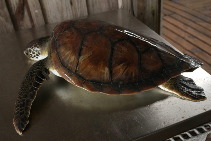Animal segue em reabilita&ccedil;&atilde;o – Foto: Nilson Coelho/R3 Animal/Divulga&ccedil;&atilde;o/ND