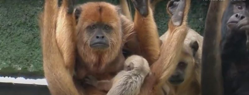The howler monkey was born at the Pomerode Zoo and symbolizes the hope for the conservation of the species - Photo: NDTV/Balanço Geral