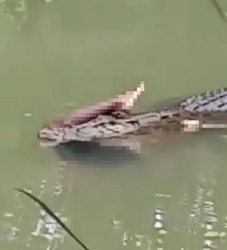 V&iacute;deo de jacar&eacute; carregando um corpo foi gravado na &Iacute;ndia – Foto: V&iacute;deostopflagras/YouTube/Reprodu&ccedil;&atilde;o/ND