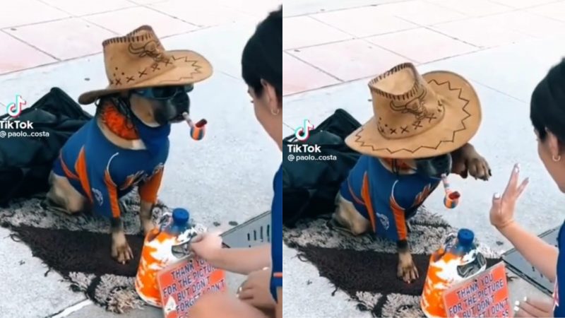 C&atilde;o viraliza ao dar a patinha apenas para quem lhe entrega gorjeta – Foto: Internet/Reprodu&ccedil;&atilde;o/ND