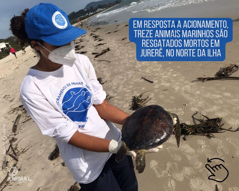 Os animais marinhos foram encontrados mortos, em estado avançados de decomposição &#8211; Foto: R3 Animal/Reprodução/ND