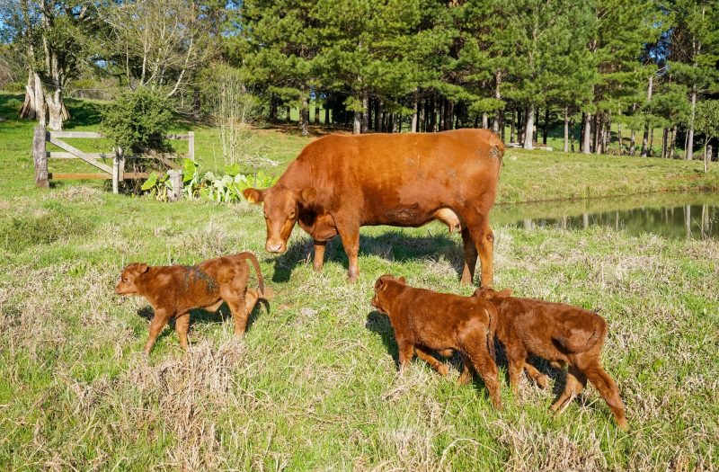 trigêmeos da vaca