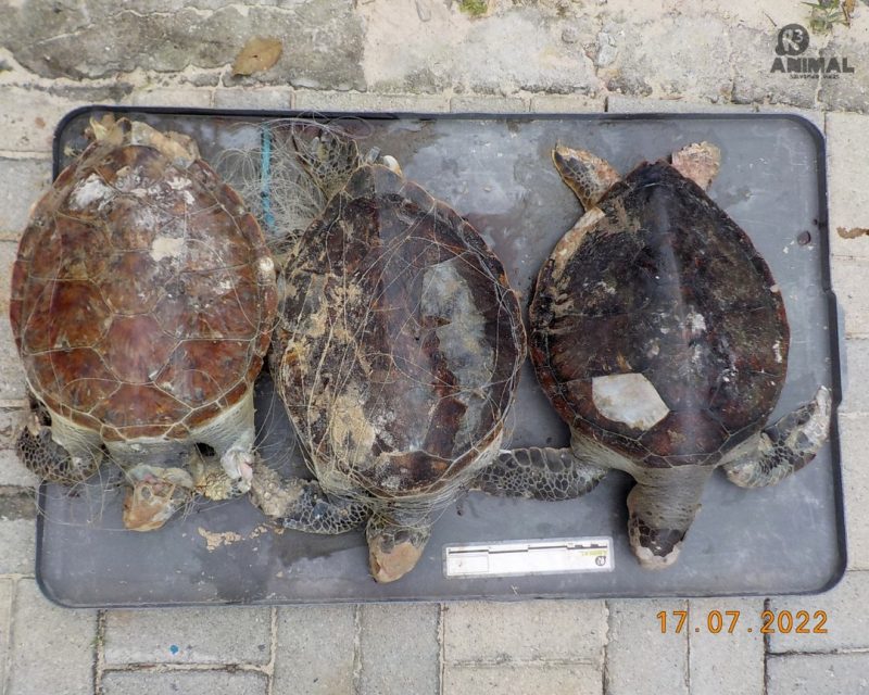 The animals were found in Praia do Morro das Pedras.  Photo: R3/Disclosure/ND