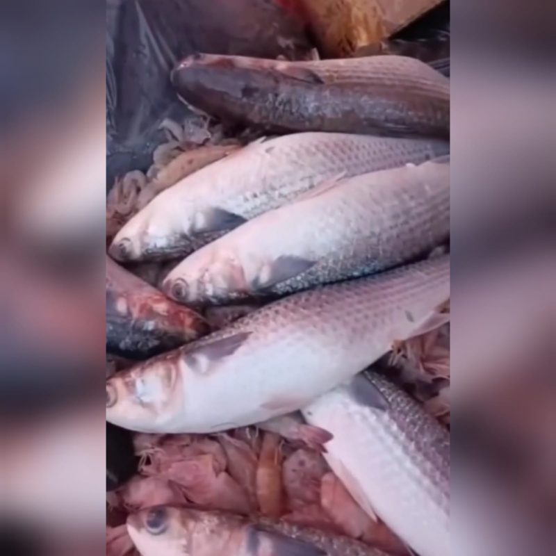 Descarte de peixes gerou revolta da comunidade