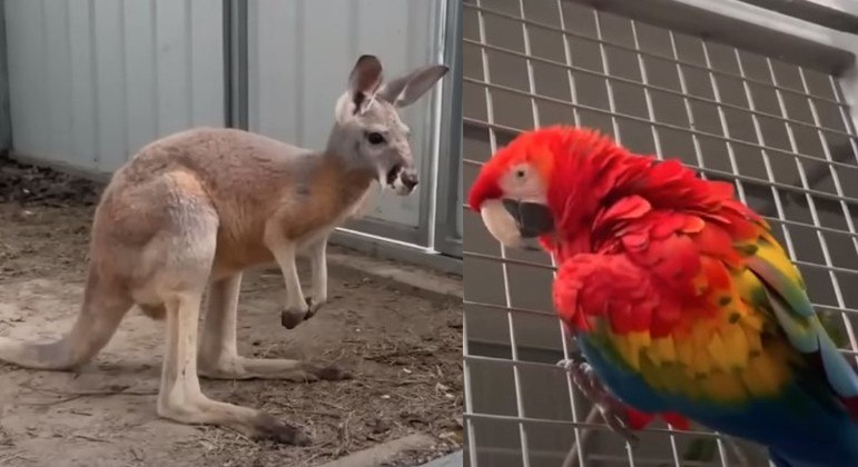 arara aprende a abrir jaula e solta canguru de recinto – Foto: WBRZ/Reprodu&ccedil;&atilde;o/ND