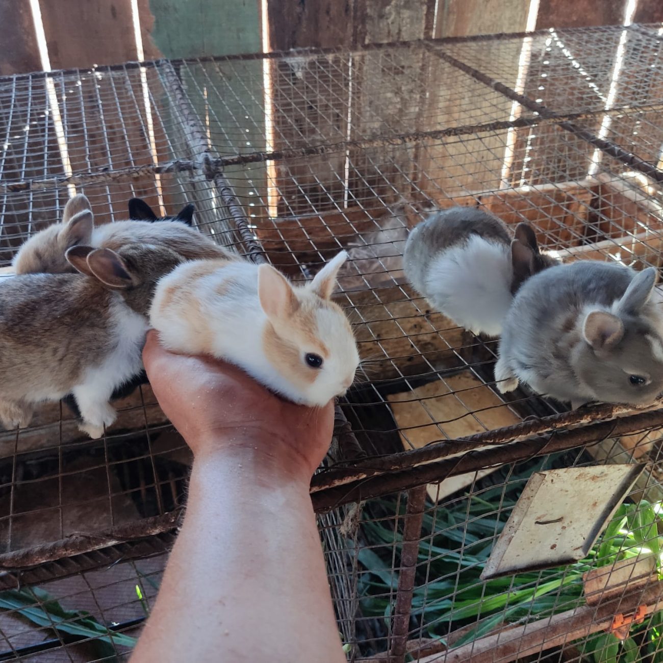 Família também investe na criação de mino coelhos. - Arquivo Pessoal/Divulgação/ND