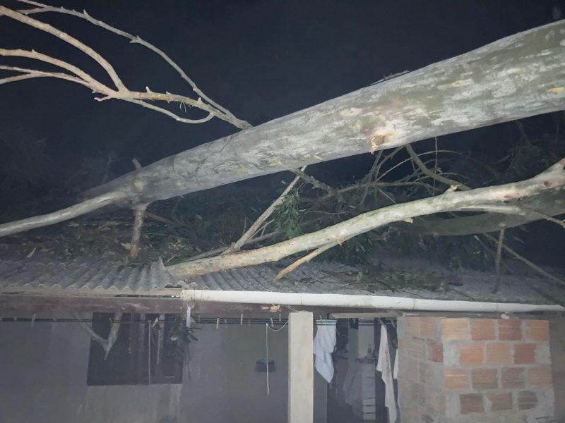 &Aacute;rvore cai em resid&ecirc;ncia e deixa morador gravemente ferido em Pescaria Brava – Foto: CBM/Divulga&ccedil;&atilde;o/ND