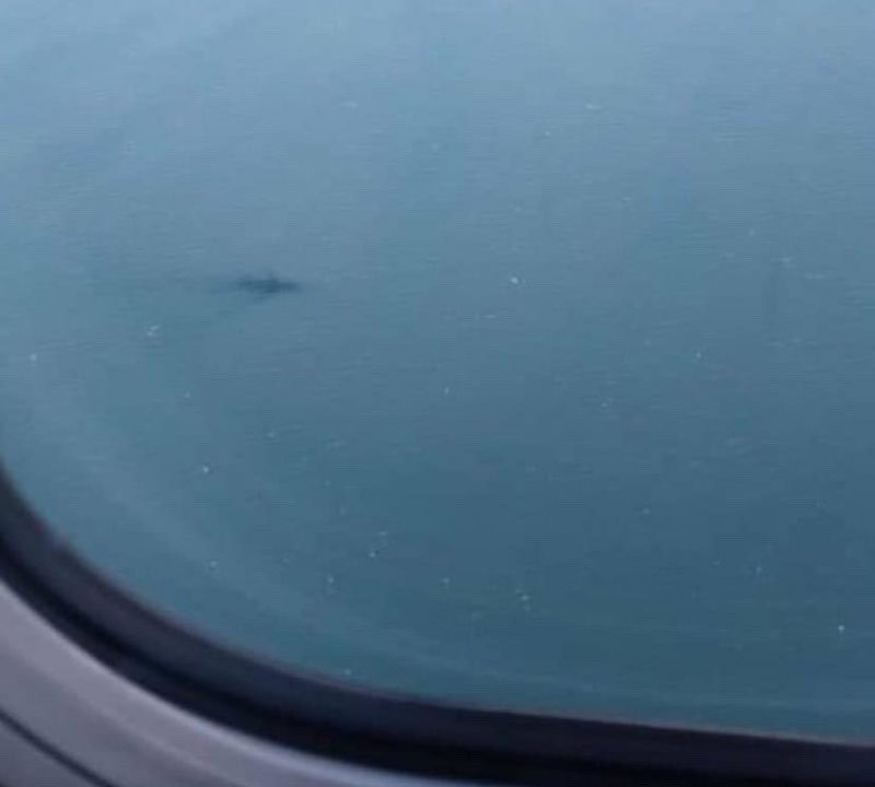 Baleia “no encal&ccedil;o’ do avi&atilde;o que chegava em Florian&oacute;polis – Foto: Reprodu&ccedil;&atilde;o/@joorgelimaa/ND