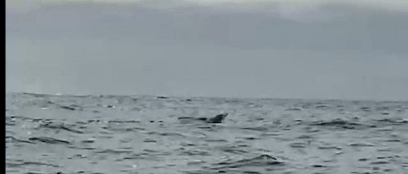 Expedi&ccedil;&atilde;o divulgou imagens da baleia que atingiu veleiro de Itaja&iacute; – Foto: Diuvlga&ccedil;&atilde;o/ANI/ND