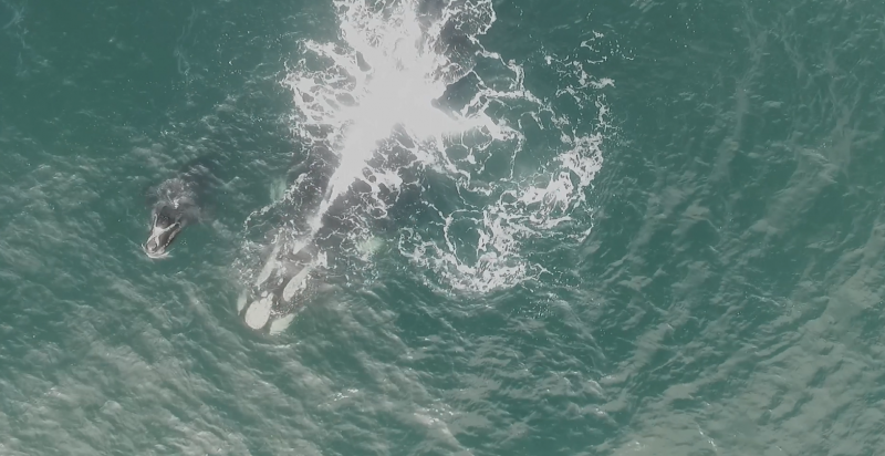 Baleias-francas s&atilde;o flagradas passeando com filhotes no litoral de SC – Foto: Instituto Australis/Divulga&ccedil;&atilde;o/ND