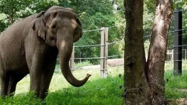 Elefante não é considerada humana por tribunal &#8211; Foto: Internet/Reprodução/ND