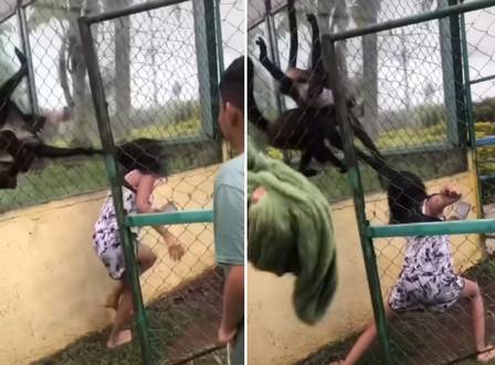 Macaco agarra cabelo de adolescente ap&oacute;s ser provocado em zool&oacute;gico – Foto: Internet/Reprodu&ccedil;&atilde;o/ND