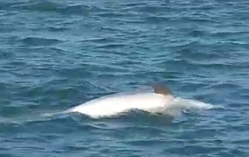 Boto &ldquo;arrastando&rdquo; o companheiro sem vida no mar da praia de Canavieiras acendeu um alerta em Florian&oacute;polis – Foto: Reprodu&ccedil;&atilde;o/NDTV RecordTV