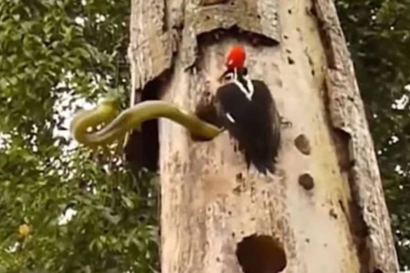 V&iacute;deo flagrou luta entre pica-pau e cobra – Foto: Reprodu&ccedil;&atilde;o/Discovery Channel Sudeste Asi&aacute;tico