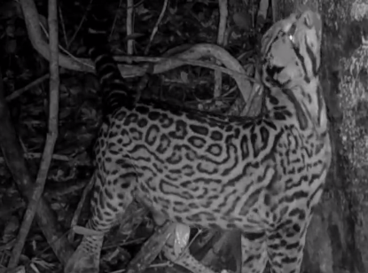 De acordo com Luiza Caires, &eacute; poss&iacute;vel que os animais estejam utilizando a &aacute;rvore como farm&aacute;cia – Foto: Reprodu&ccedil;&atilde;o/Twitter/Divulga&ccedil;&atilde;o/ND