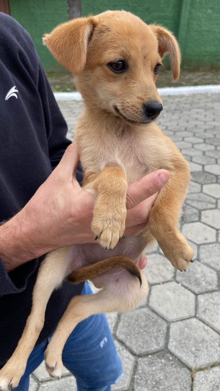 Moradores com a pequena filhote que foi abandonada em rua do Bairro Ressacada – Foto: Divulga&ccedil;&atilde;o/ND