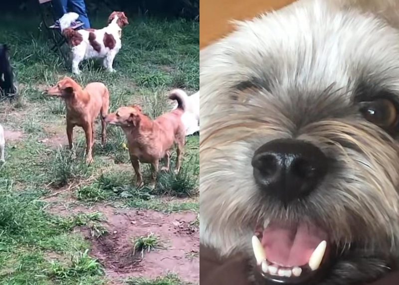 Cachorros envergonhados se encontram e encantam a internet – Foto: Reprodu&ccedil;&atilde;o/Tiktok/ND