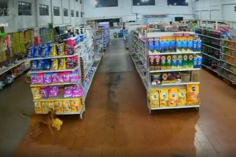 A&ccedil;&atilde;o foi flagrada por um c&acirc;mera de seguran&ccedil;a – Foto: Josiane Dinis/Reprodu&ccedil;&atilde;o