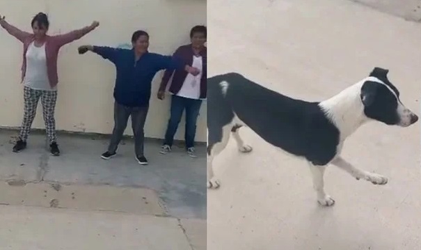 VÍDEO: Cachorro 'xereta' entra em aula e participa de treino