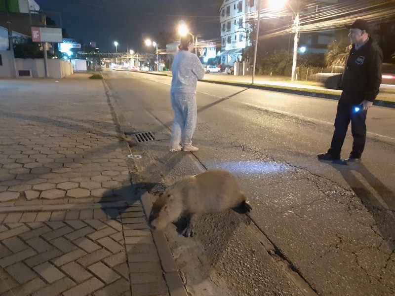 Capivara &eacute; atropelada em Blumenau e moradores denunciam que situa&ccedil;&atilde;o &eacute; comum. – Foto: Felipe Andrade/ ND