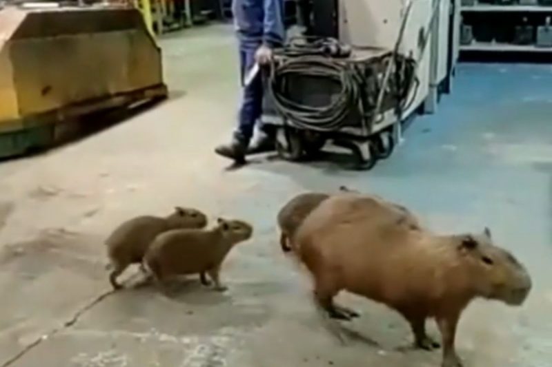 A family of capybaras showed up unexpectedly at the Joinville facility - Photo: Internet/Reproduction