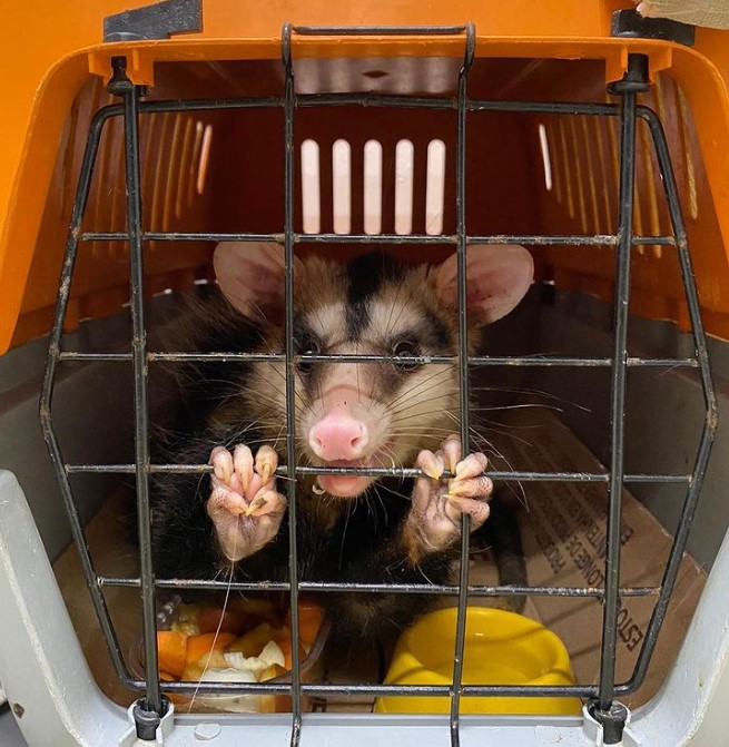 Gamb&aacute;-de-orelha-branca recebido pela equipe do SaasBlu. – Foto: Divulga&ccedil;&atilde;o/ SaasBlu/ND