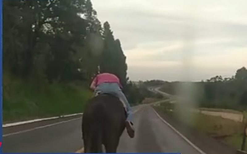 Vídeo: Homem bêbado montado em cavalo é escoltado pela PRF - ISTOÉ DINHEIRO