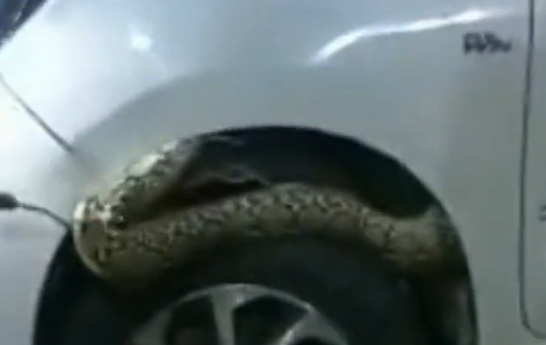 Cobra fica presa em roda de carro