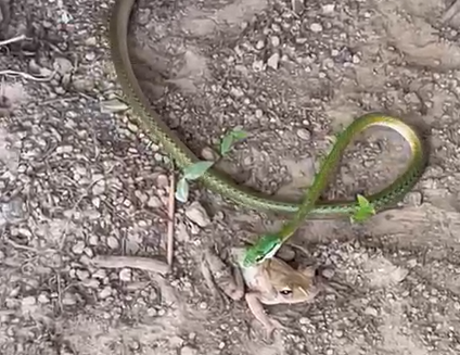 Cobra ataca perereca